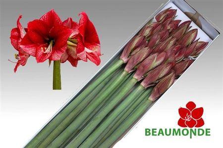 <h4>Hipp Ga Maestro</h4>