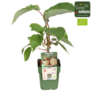 Actinidia deliciosa 'Jenny' Bio P13