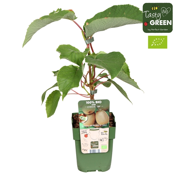 <h4>Actinidia deliciosa 'Jenny' Bio P13</h4>