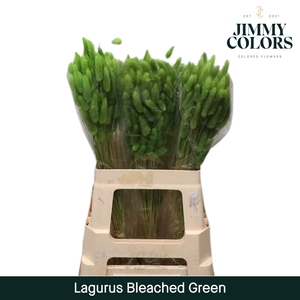 Lagurus Bleached Green