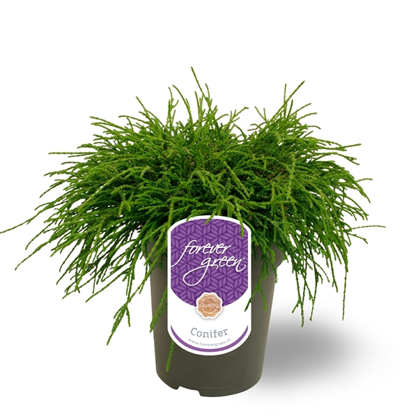 <h4>Chamaecyparis pisifera 'Filifera Nana' P15</h4>