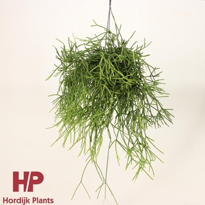 Rhipsalis heteroclada P15