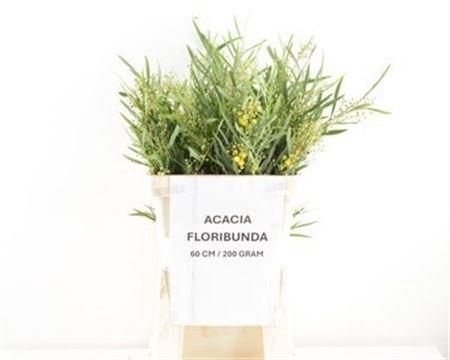 <h4>Acacia Bl B Purp Bs</h4>