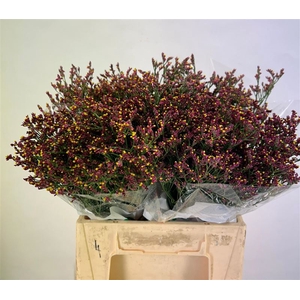 Lim Sin Scar Diamond