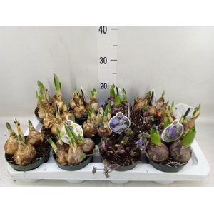 Flowerbulbs, corns or tubers   ...