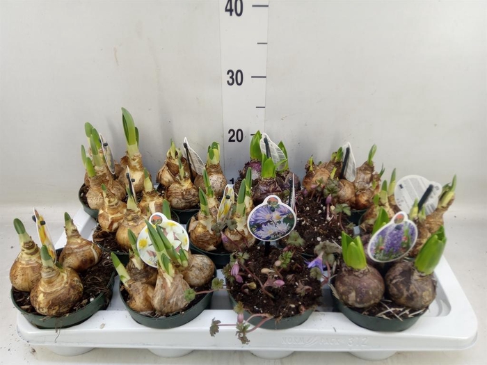 <h4>Flowerbulbs, corns or tubers   ...</h4>