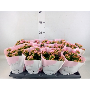 Kalanchoe blos.   ..rosebud