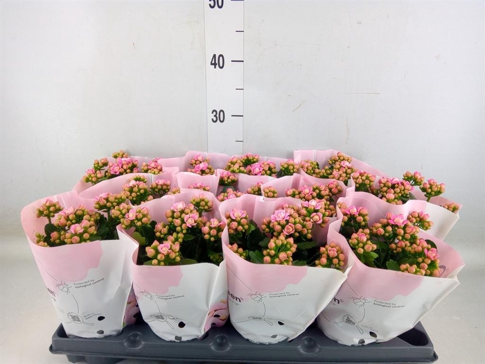<h4>Kalanchoe blos. ..rosebud</h4>