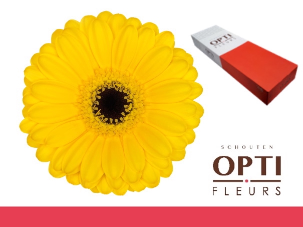 <h4>Germini Pacman Doos</h4>