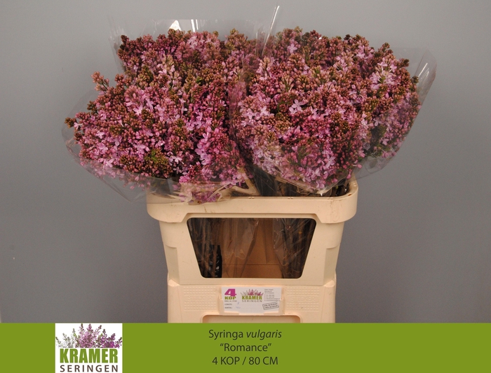 <h4>SYR V ROMANCE</h4>