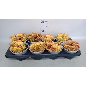 Sempervivum  'ChickCh Gold Nugget'