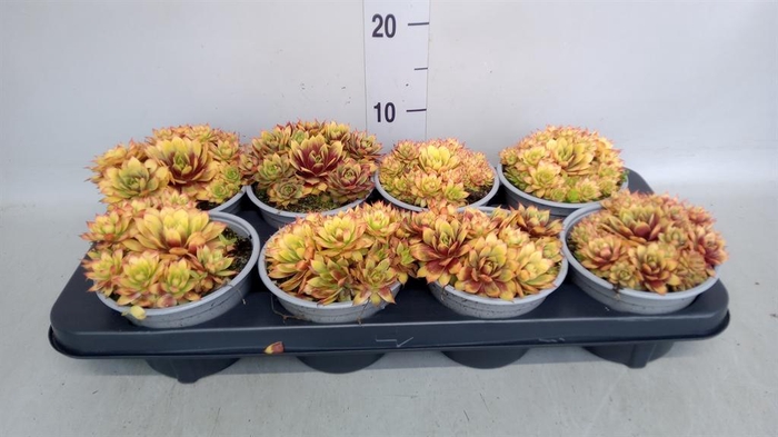 <h4>Sempervivum  'ChickCh Gold Nugget'</h4>