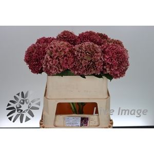 Hydrangea glowing alps classic
