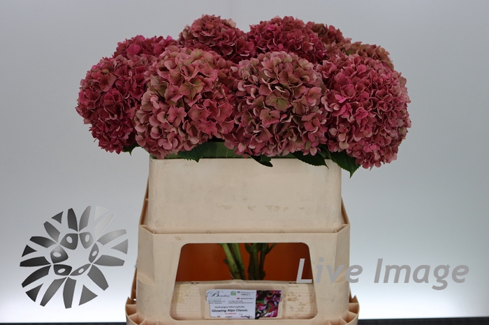 <h4>Hydrangea glowing alps classic</h4>