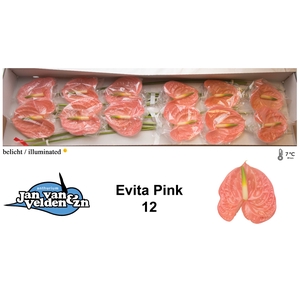 Anthurium Evita Pink