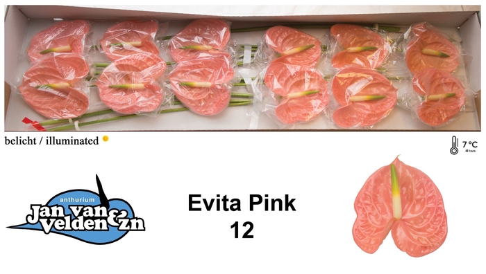 Anthurium Evita Pink