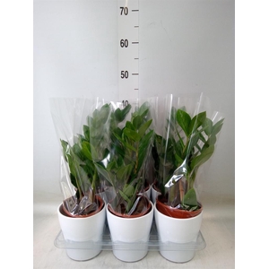 Zamioculcas zamiifolia