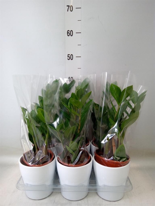 <h4>Zamioculcas zamiifolia</h4>