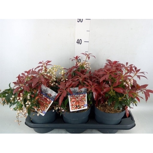 Pieris japonica 'Katsura'