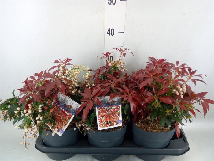 <h4>Pieris japonica 'Katsura'</h4>