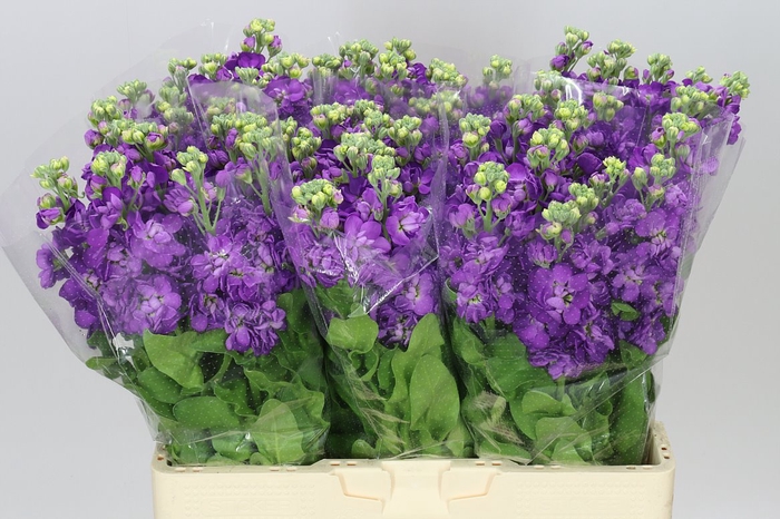 <h4>Matthiola Purple</h4>
