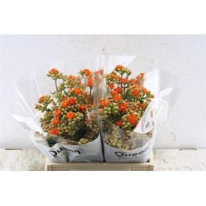 Kal Bri Orang Meadow