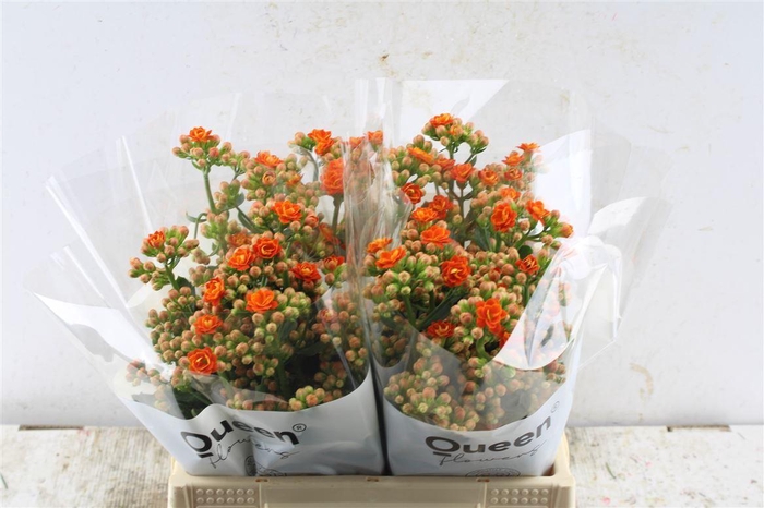 <h4>Kal Bri Orang Meadow</h4>