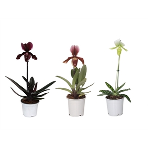 Paphiopedilum p12 mix 1bl