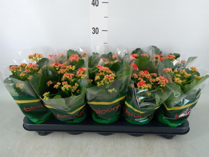 Kalanchoe blos. 'RosDon Amador'