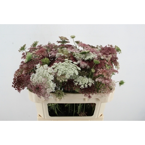 DAUCUS CAROTA DARA