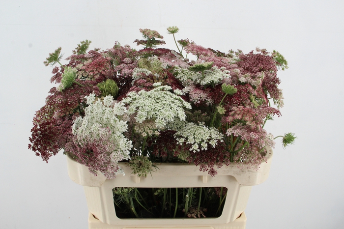 <h4>DAUCUS CAROTA DARA</h4>