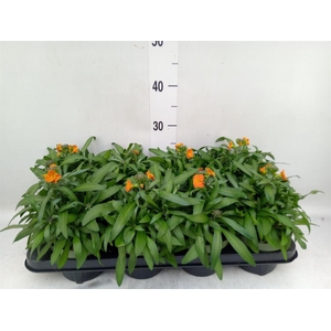 Erysimum  'Leya Orange Glow'