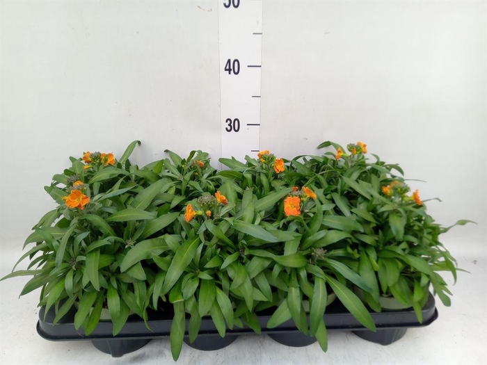 <h4>Erysimum  'Leya Orange Glow'</h4>