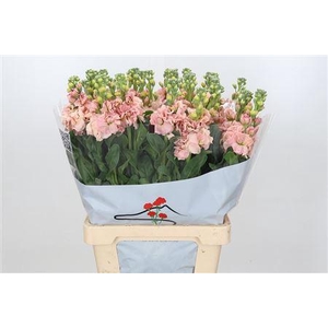 MATTHIOLA IRON APRICOT