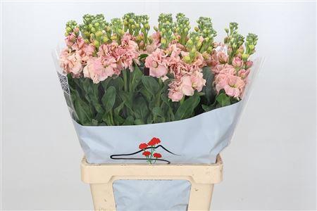 <h4>MATTHIOLA IRON APRICOT</h4>