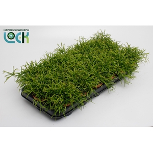 RHIPSALIS BA OASIS