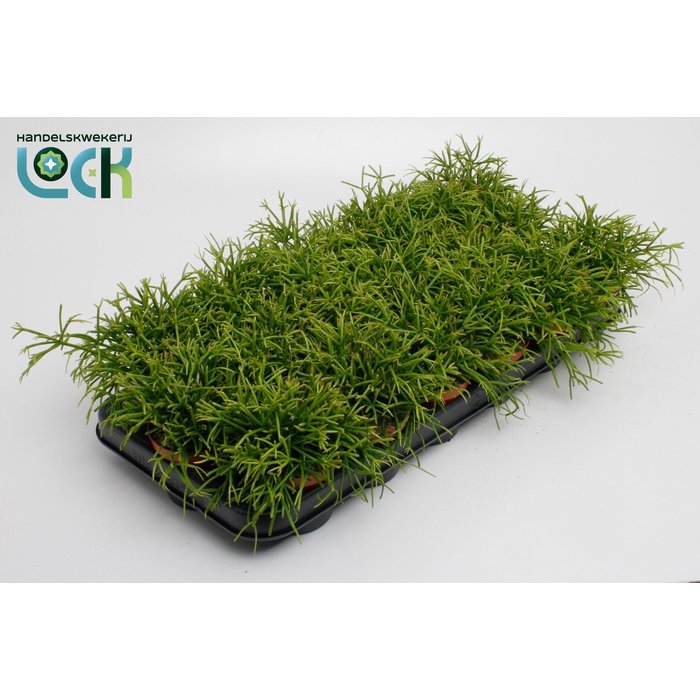 <h4>RHIPSALIS BA OASIS</h4>