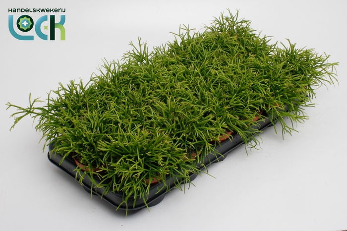 <h4>Rhipsalis Baccifera Oasis</h4>