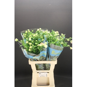 Ran Butterfly Ariadne 70cm