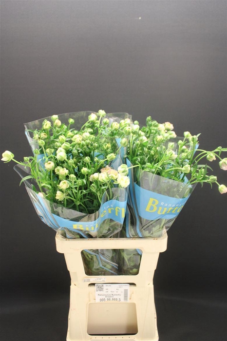 <h4>Ran Butterfly Ariadne 70cm</h4>