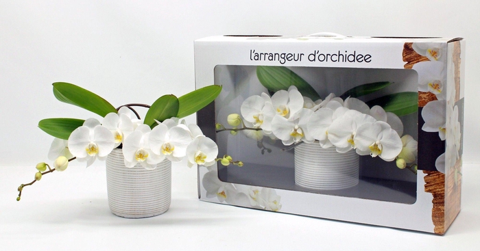 <h4>L'arrangeur D'orchidee (RIJP)</h4>