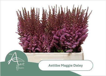 <h4>Astilbe Maggie Daley</h4>
