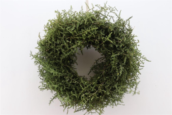 <h4>Wr Asparagus 50cm</h4>