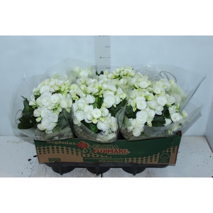 BEGONIA P15 BRANCO