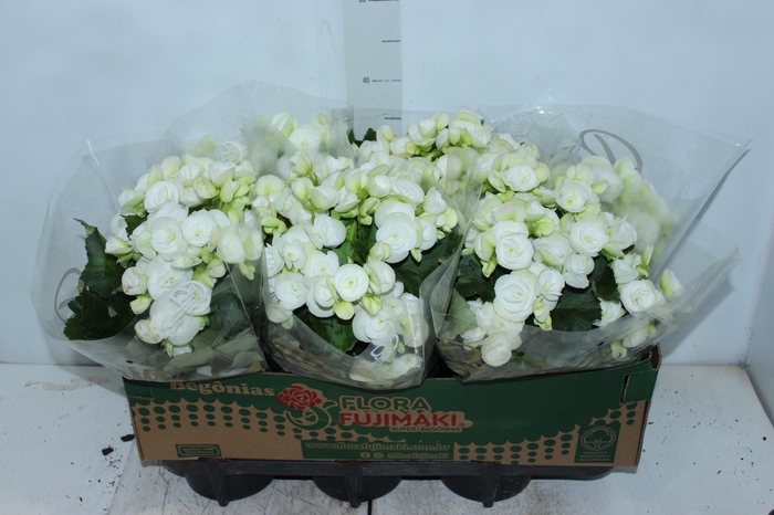 <h4>BEGONIA P15 BRANCO</h4>
