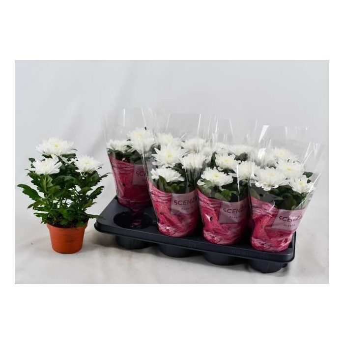 <h4>CHRYS SUPNOVA WHITE</h4>