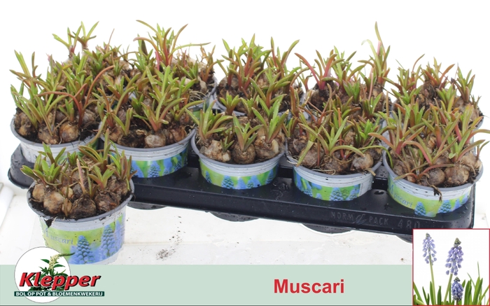 <h4>MUSCAR ATLANTIC</h4>