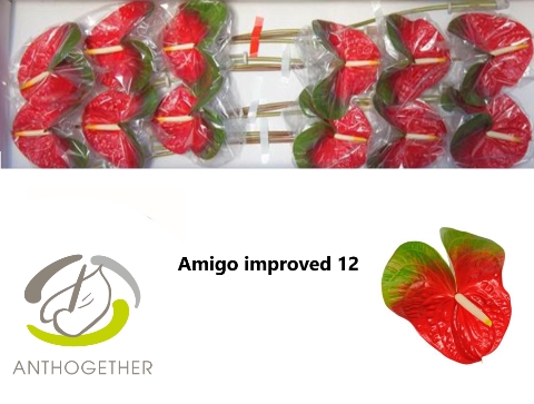 <h4>ANTH A AMIGO IMPROVE 12</h4>