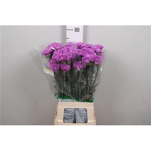 Di St Moonlite Lila