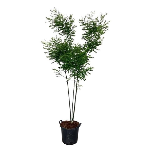 <h4>Cladrastis kentukea</h4>